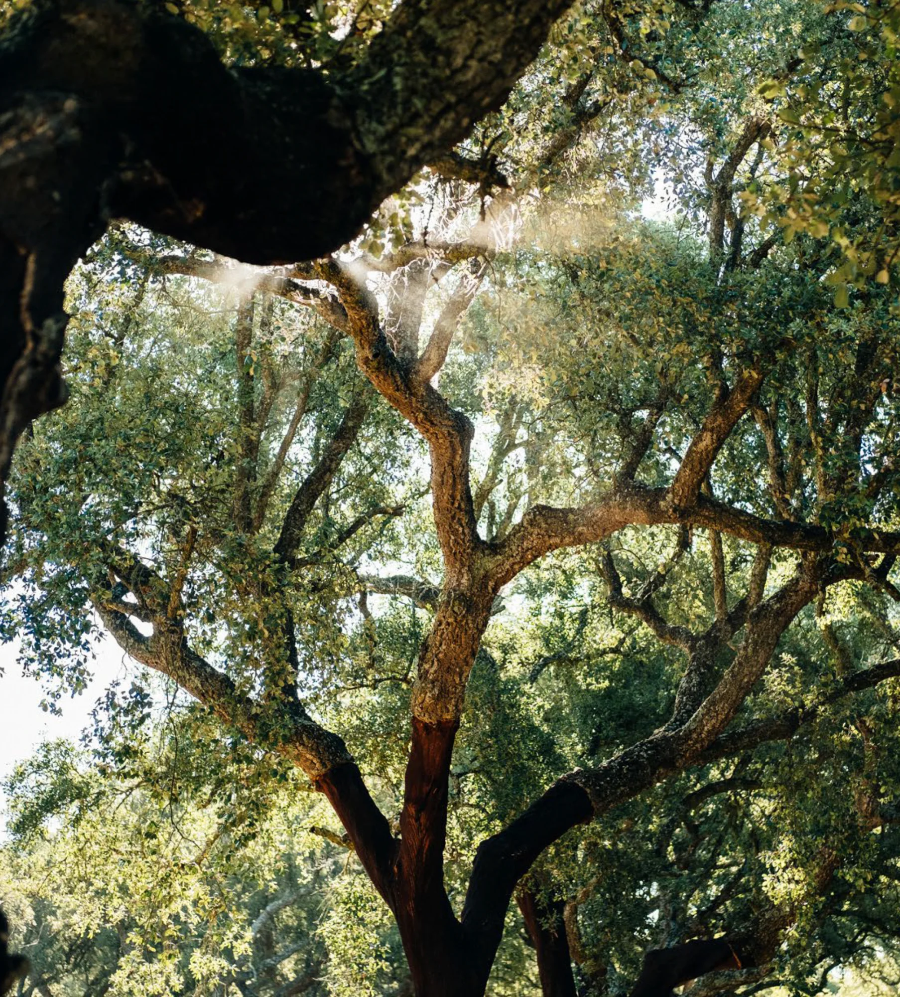 arbre liège Corkeen
